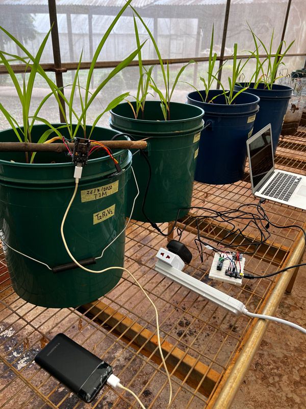 温室内にあるトウモロコシのプランター 4 台。1 つのプランターは土にセンサーが埋め込まれ、ラップトップに接続されている。