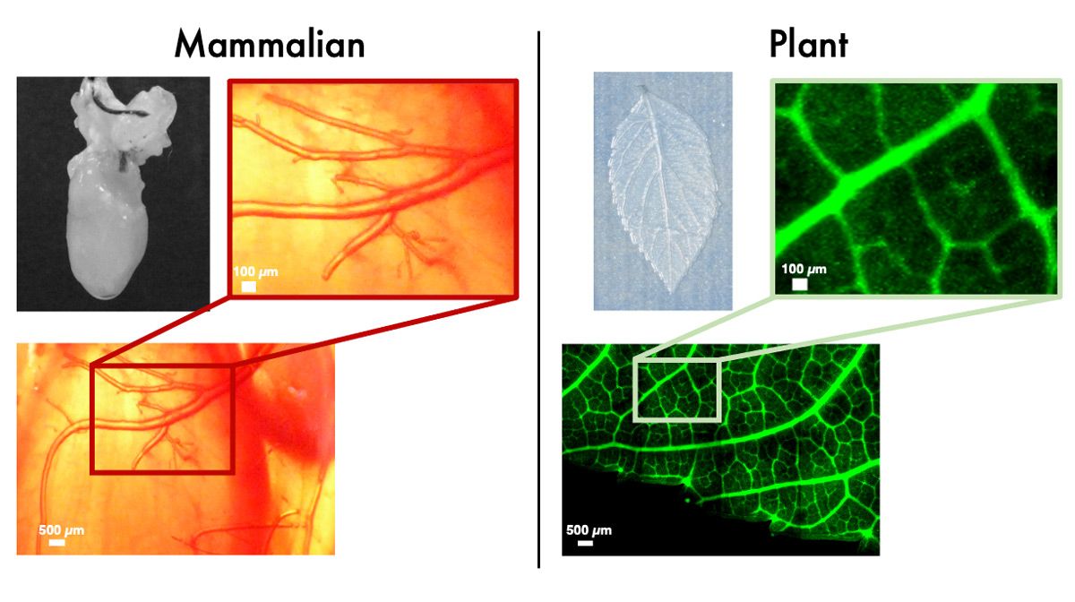 Side-by-side comparison showing similarities of a mammalian vascular network and a spinach vascular network. 