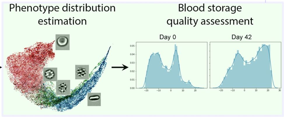 Figure 8. Distribution of phenotypes (morphologies) revealed during CNN visualization. 