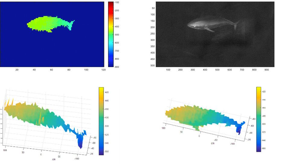 Figure 7. Red tuna measurement results produced by the UTOFIA camera.