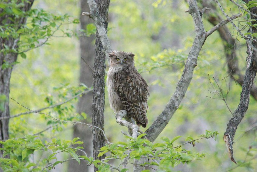 図 1. シマフクロウ。これは、フクロウの中で最も大きい種です。(写真提供：日本野鳥の会)