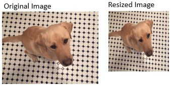 左右に並べられた同じ犬の 2 つの画像。このうちの 1 つの画像はサイズ変更されており寸法が異なっています。