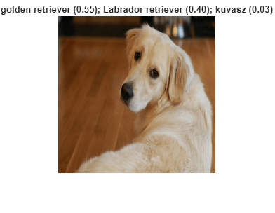 Figure contains an axes object. The hidden axes object with title golden retriever (0.55); Labrador retriever (0.40); kuvasz (0.03) contains an object of type image.