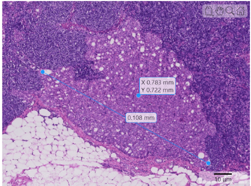 Image display window, showing a point and line annotation with coordinate and distance labels, respectively