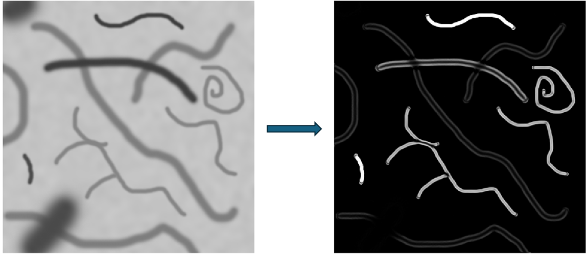 Image filtering using fibermetric.
