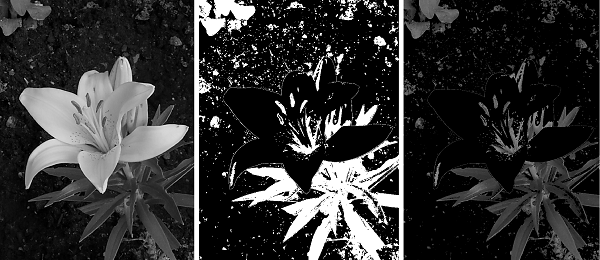 Grayscale image of a flower and binary mask using the roicolor function. Pixels with midrange intensity values, such as the leaves, belong to the ROI.