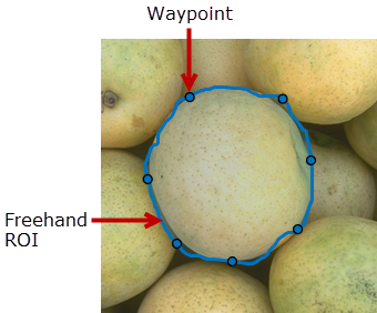 Freehand ROI tracing the edge of an object in an image.