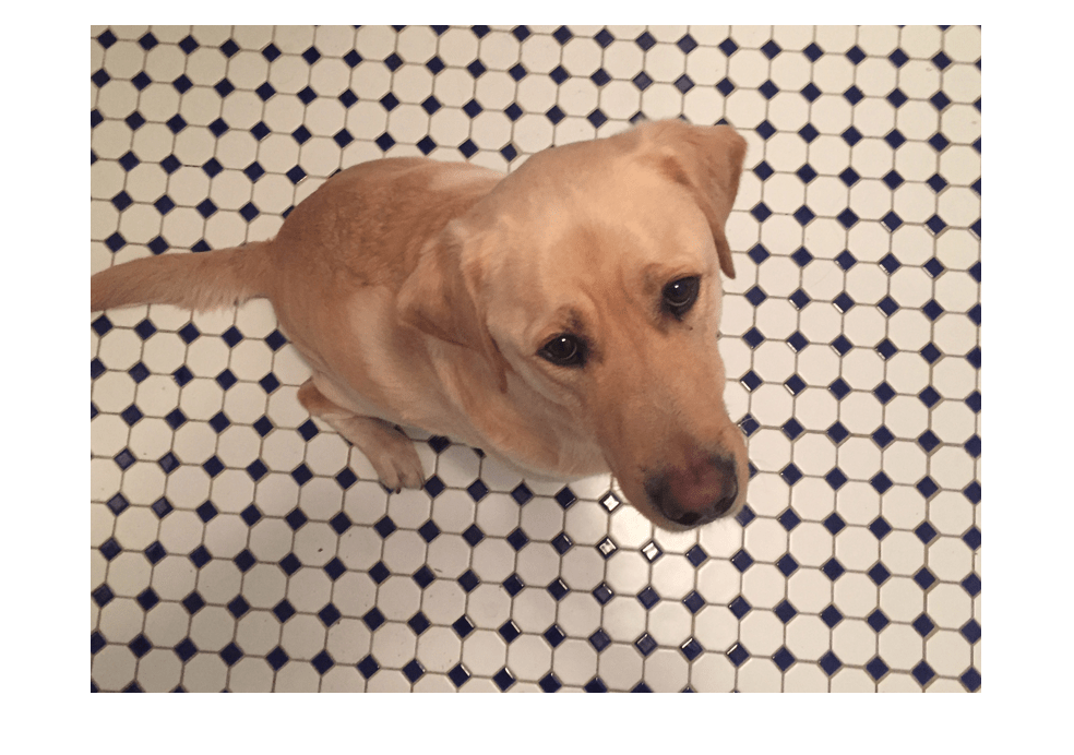 Figure contains an axes object. The hidden axes object contains an object of type image.