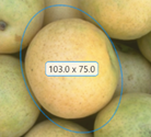 Blue Ellipse ROI drawn over a round object in an image