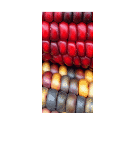 Figure contains an axes object. The hidden axes object contains an object of type image.