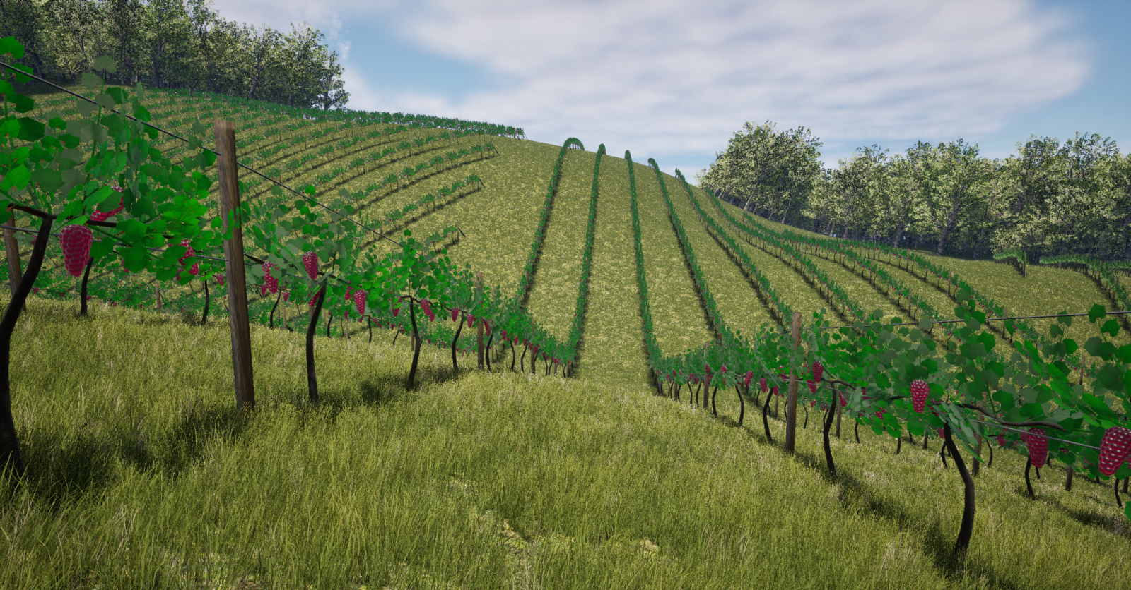 Rolling vineyard scene