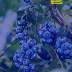 Object counting result showing blueberries with a count of 47 displayed in the corner
